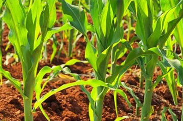 2024年玉米春耕春播技術(shù)意見