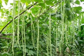 2024年豇豆病蟲害綠色防控技術方案