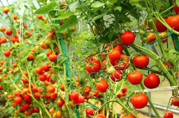 2024年番茄潛葉蛾綠色防控技術(shù)方案