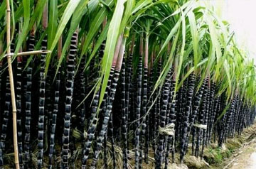 2024年甘蔗春季生產(chǎn)技術(shù)指導(dǎo)意見