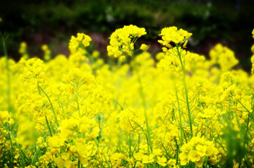長(zhǎng)江中下游油菜中后期應(yīng)對(duì)連陰雨技術(shù)意見