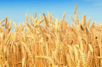 科研團(tuán)隊(duì)發(fā)現(xiàn)小麥籽粒營養(yǎng)組成與其鎘鉛生物可給性有密切關(guān)系