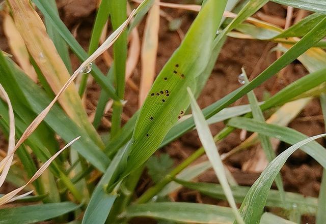 小麥紅蜘蛛和小麥條銹病防治指南