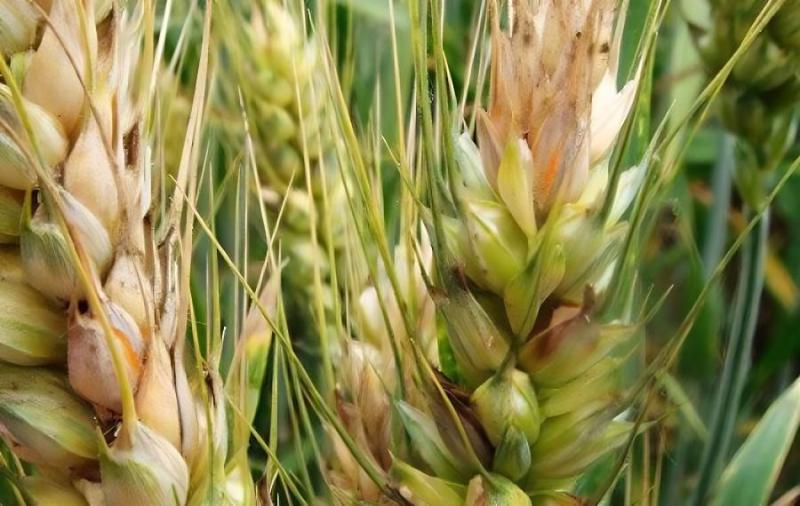 小麥赤霉病總體呈偏重發(fā)生趨勢 專家建議堅(jiān)持至少兩遍防控不動搖