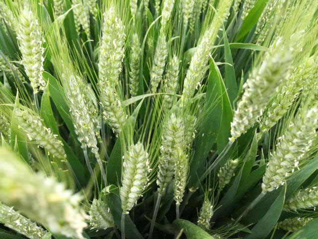 河南小麥揚(yáng)花期苗情向好 科技助力產(chǎn)糧大省扛穩(wěn)糧食安全重任