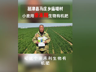 小麥?zhǔn)褂糜H禾利生物有機(jī)肥，延津縣馬莊鄉(xiāng)廟堤村農(nóng)戶(hù)感言
