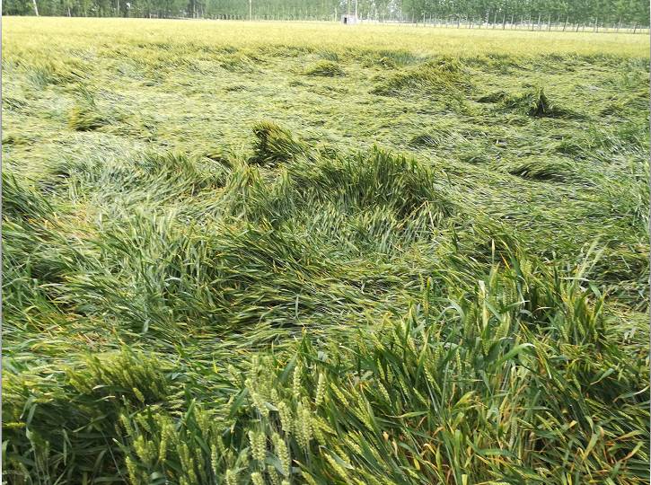 小麥倒伏后，怎么辦比較好