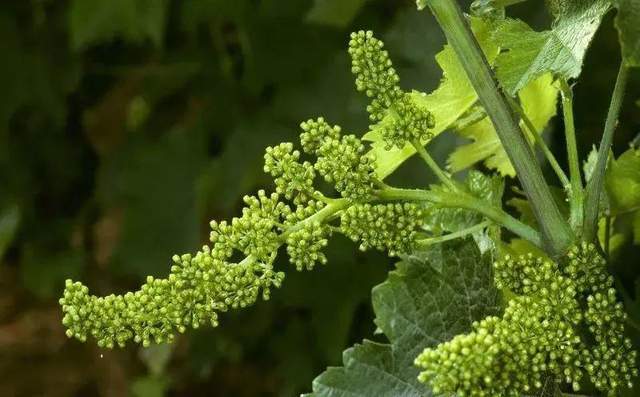 葡萄幼果管理 抓住5月黃金期