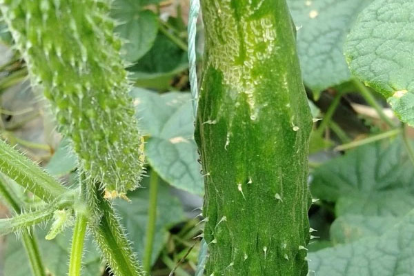 無(wú)刺小黃瓜薊馬發(fā)生嚴(yán)重，怎樣防治比較好