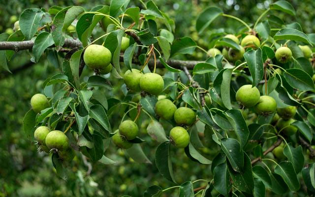 核桃樹五月份管理方案