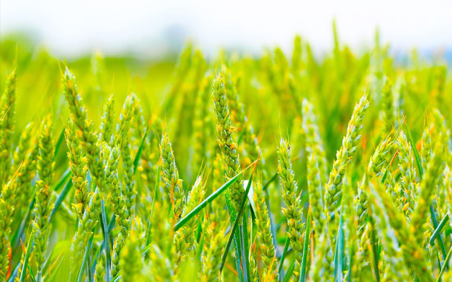 黃淮海小麥防范“干熱風(fēng)”技術(shù)意見