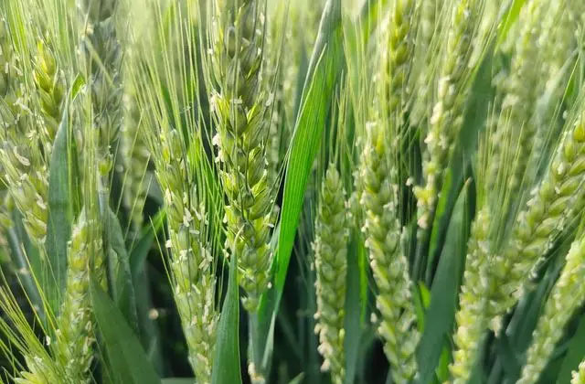 小麥灌漿期葉片干尖原因及解決方案