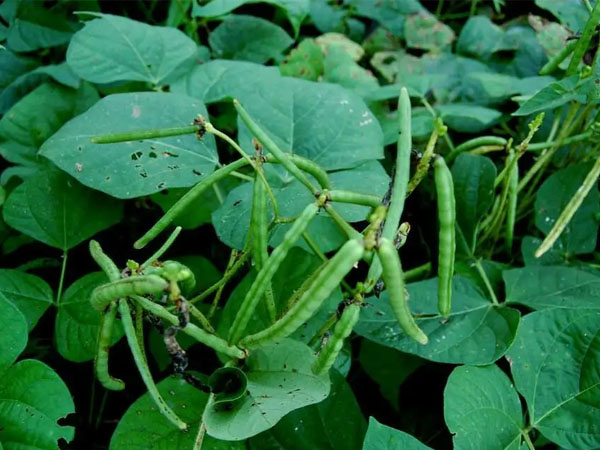 2024年綠豆生產(chǎn)技術(shù)指導(dǎo)意見