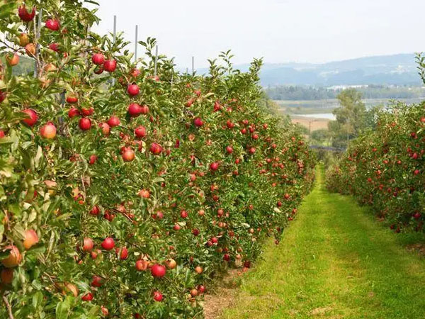 夏季牢記果園管理要點