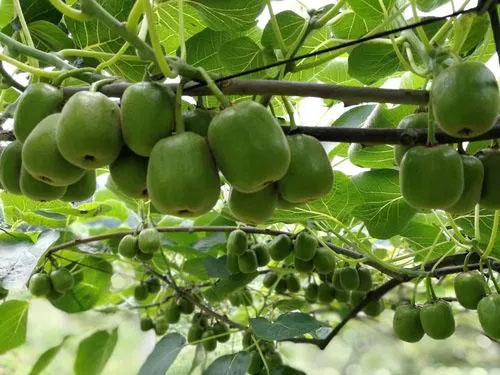 獼猴桃優(yōu)質(zhì)高產(chǎn)夏季防蟲很關(guān)鍵