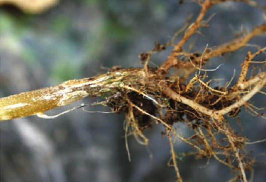 蔬菜根腐病危害大，治養(yǎng)結(jié)合效果好