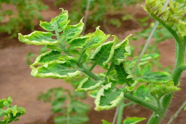 西紅柿卷葉怎么辦？分清癥狀再防治