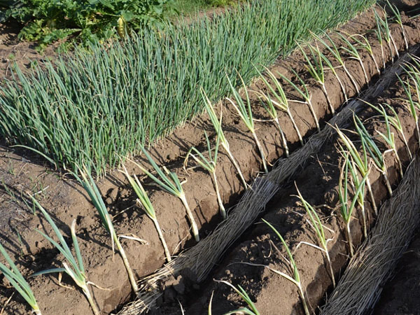 大蔥移栽技術要點