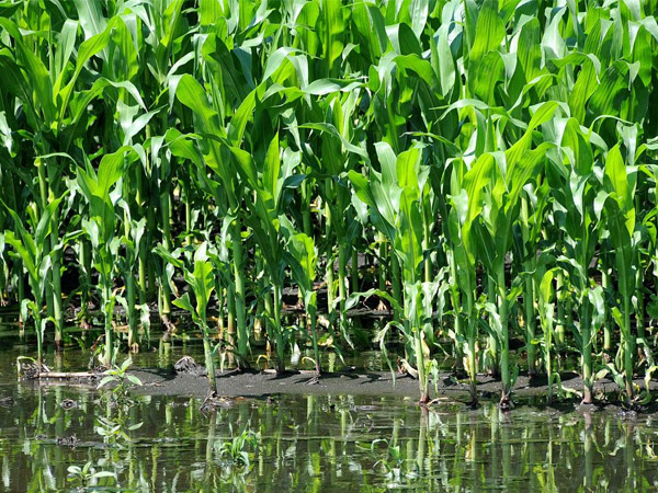 當(dāng)前南方玉米防澇抗災(zāi)技術(shù)意見