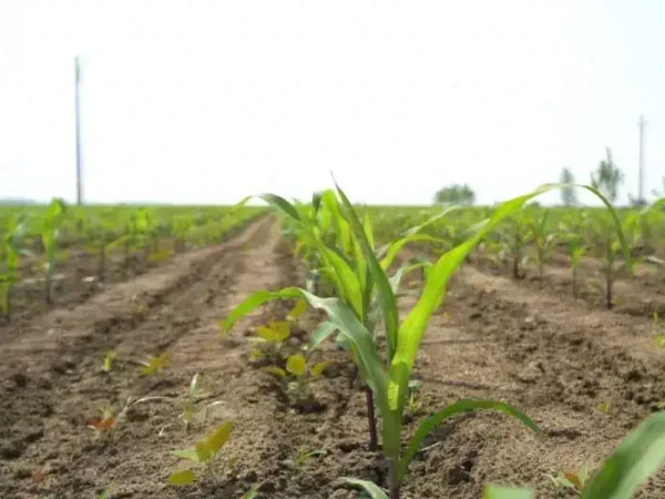 黃淮海抗旱晚播及改種補種技術(shù)意見