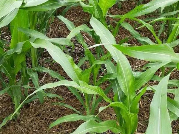 夏季玉米主要病蟲害有哪些