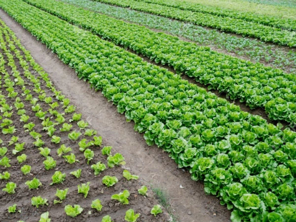 梅雨期拎穩(wěn)“菜籃子” 蔬菜生產(chǎn)指南來(lái)了！