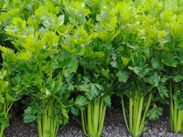 豇豆、芹菜、韭菜主要病蟲害綠色防控技術(shù)要點(diǎn)