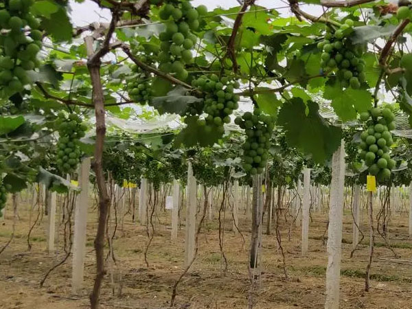 果農(nóng)應(yīng)當如何應(yīng)對暴雨漬澇災害？易引起爛根死根要及時排水清淤
