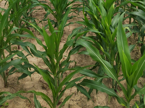 臺(tái)風(fēng)“格美”來襲，警惕玉米南方銹病傳播，科學(xué)防御 做好“一噴多促”