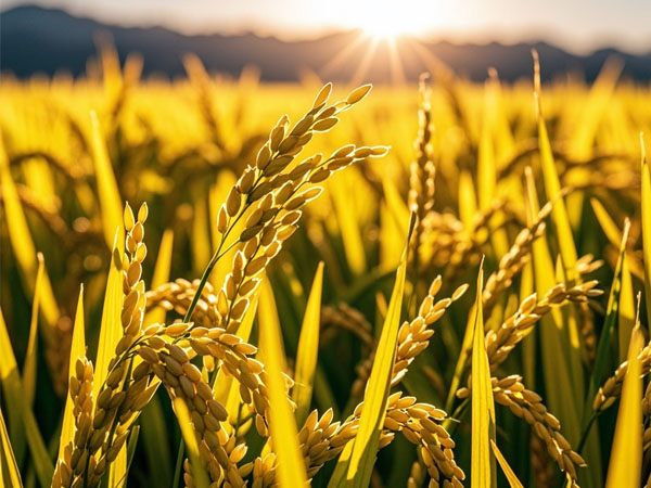 水稻應(yīng)對(duì)臺(tái)風(fēng)影響及災(zāi)后恢復(fù)生產(chǎn)技術(shù)意見(jiàn)