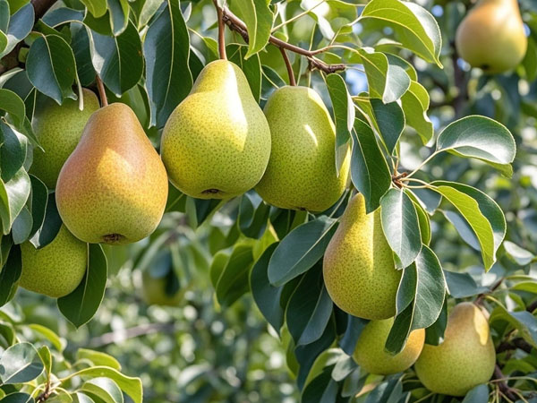 進(jìn)入9月防好梨樹(shù)病蟲(chóng)害