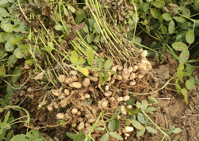 2024年10月8日西平縣花生兩提兩調(diào)試驗(yàn)田測產(chǎn)取土